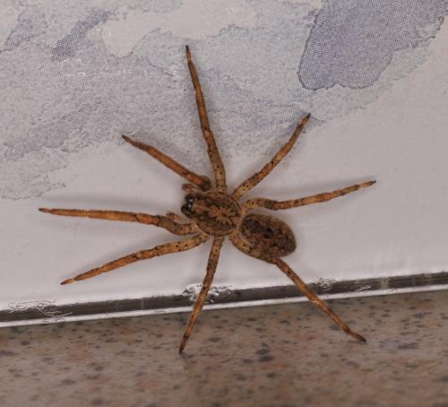 Réf. 350 140 : Zoropsis spinimana